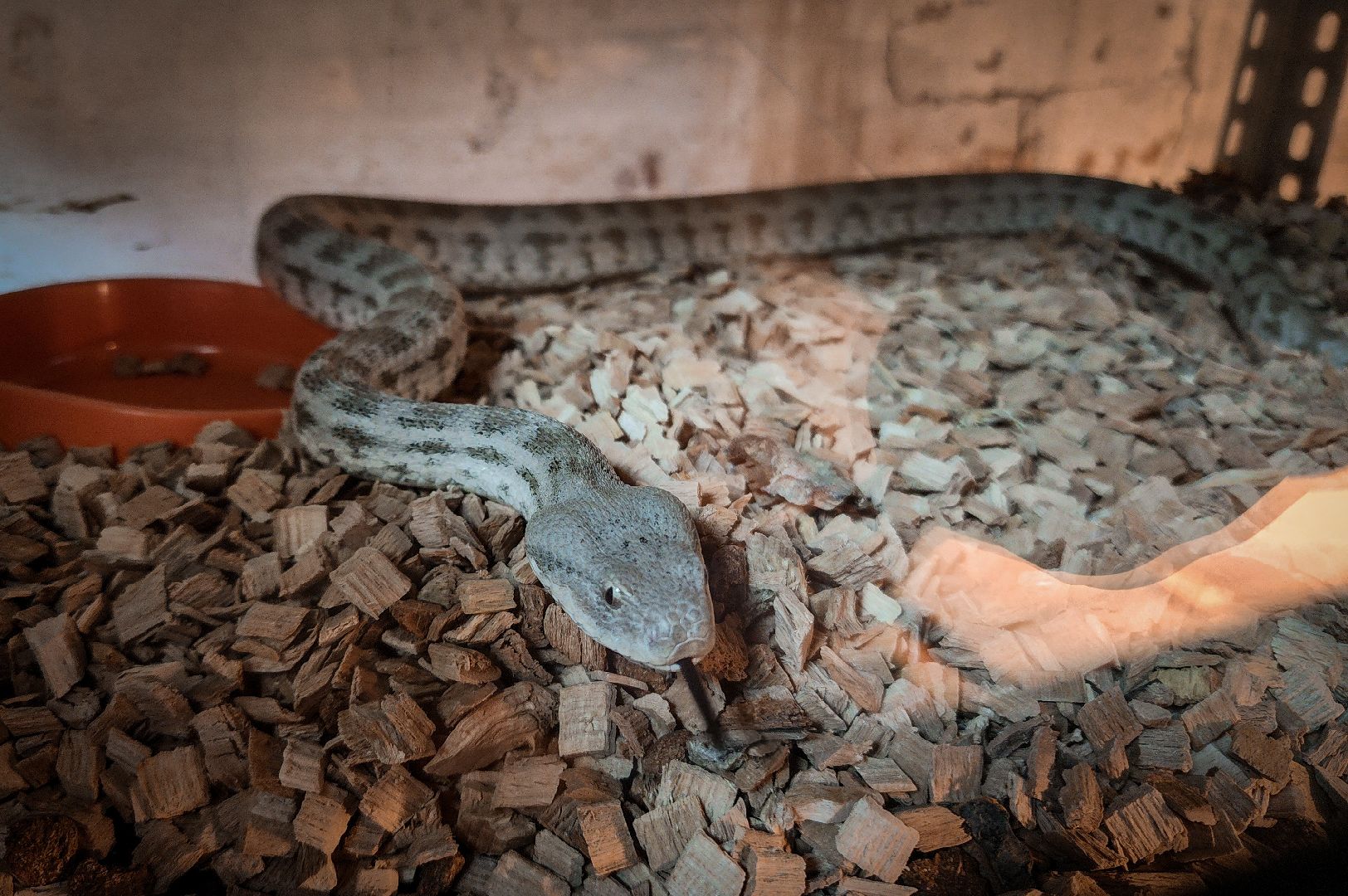 бронницы, экзотические животные в бронницах, экзотические животные в квартире, змеи в бронницах,