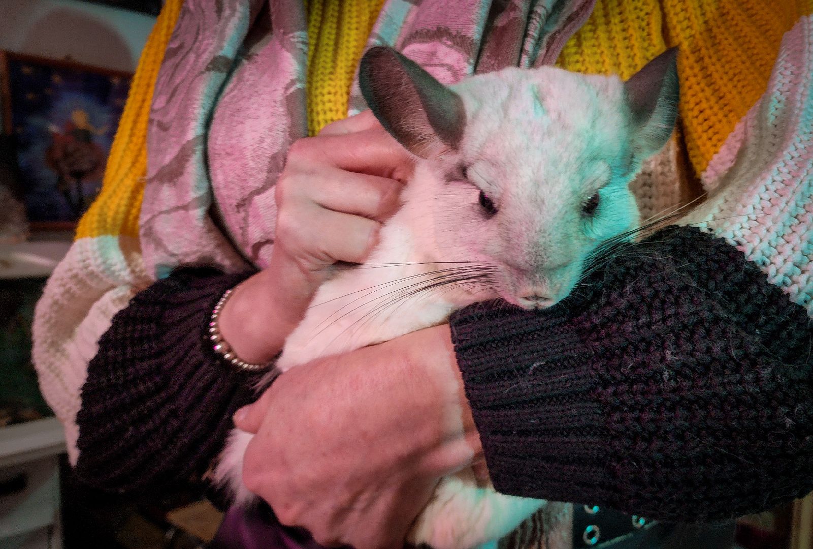 бронницы, экзотические животные в бронницах, экзотические животные в квартире, змеи в бронницах,