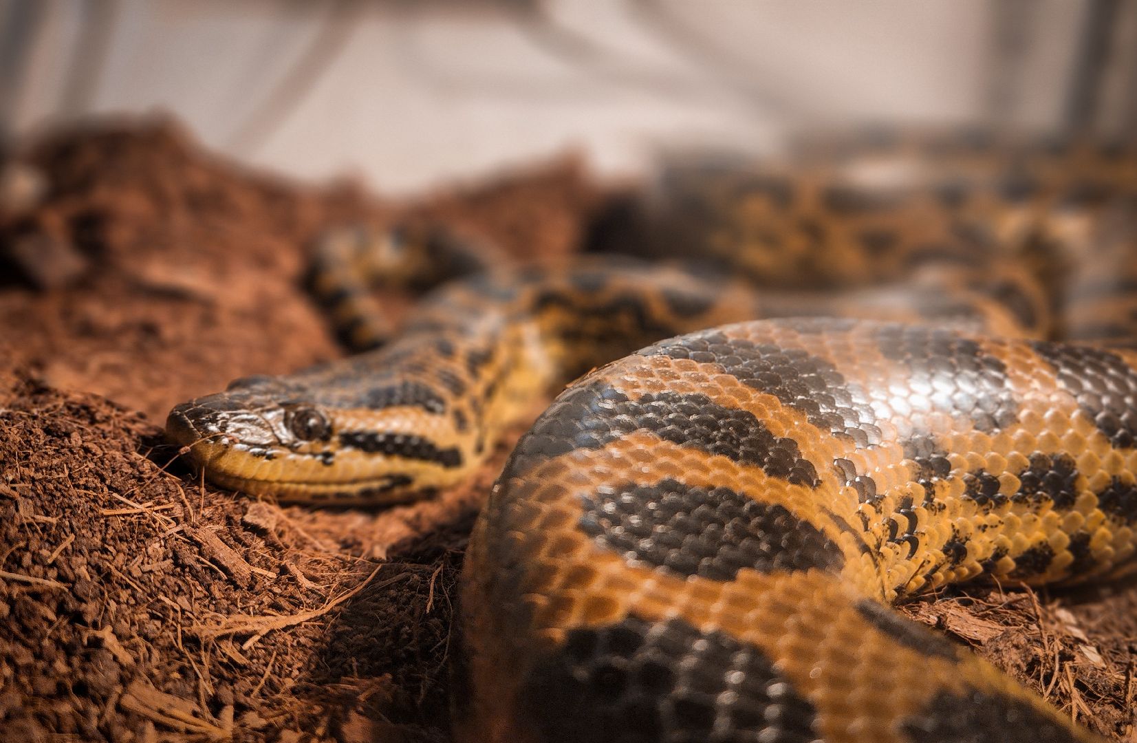 бронницы, экзотические животные в бронницах, экзотические животные в квартире, змеи в бронницах,