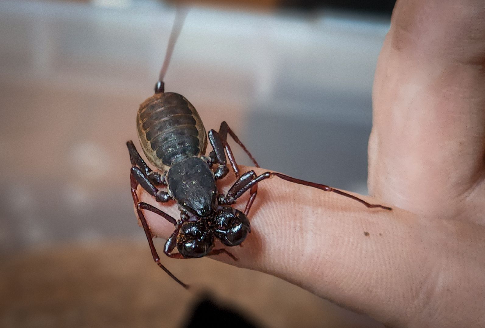 бронницы, экзотические животные в бронницах, экзотические животные в квартире, змеи в бронницах,