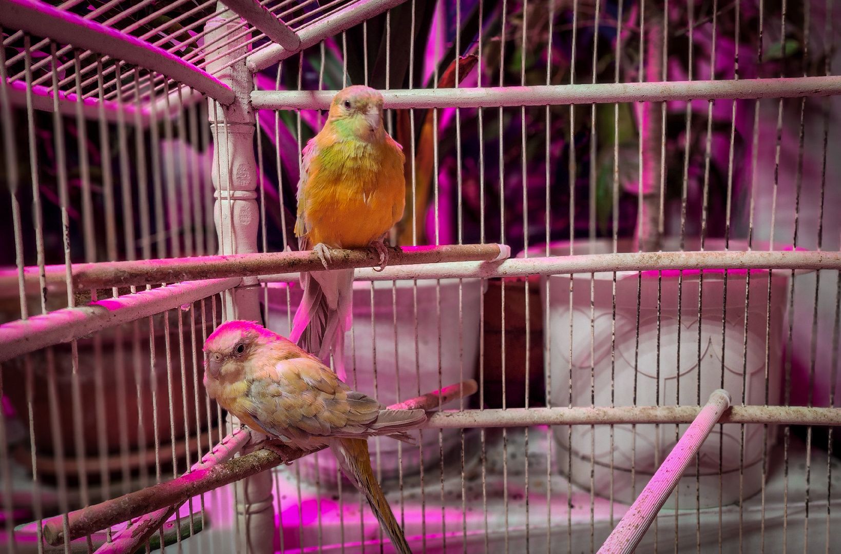 бронницы, экзотические животные в бронницах, экзотические животные в квартире, змеи в бронницах,