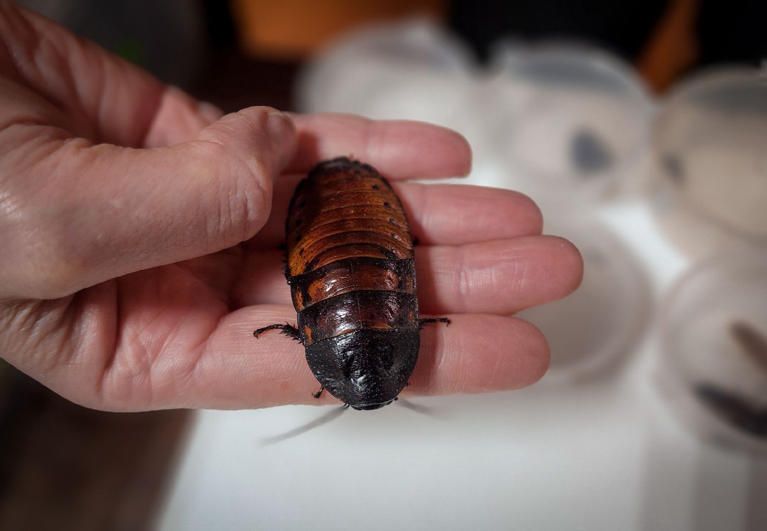 бронницы, экзотические животные в бронницах, экзотические животные в квартире, змеи в бронницах,