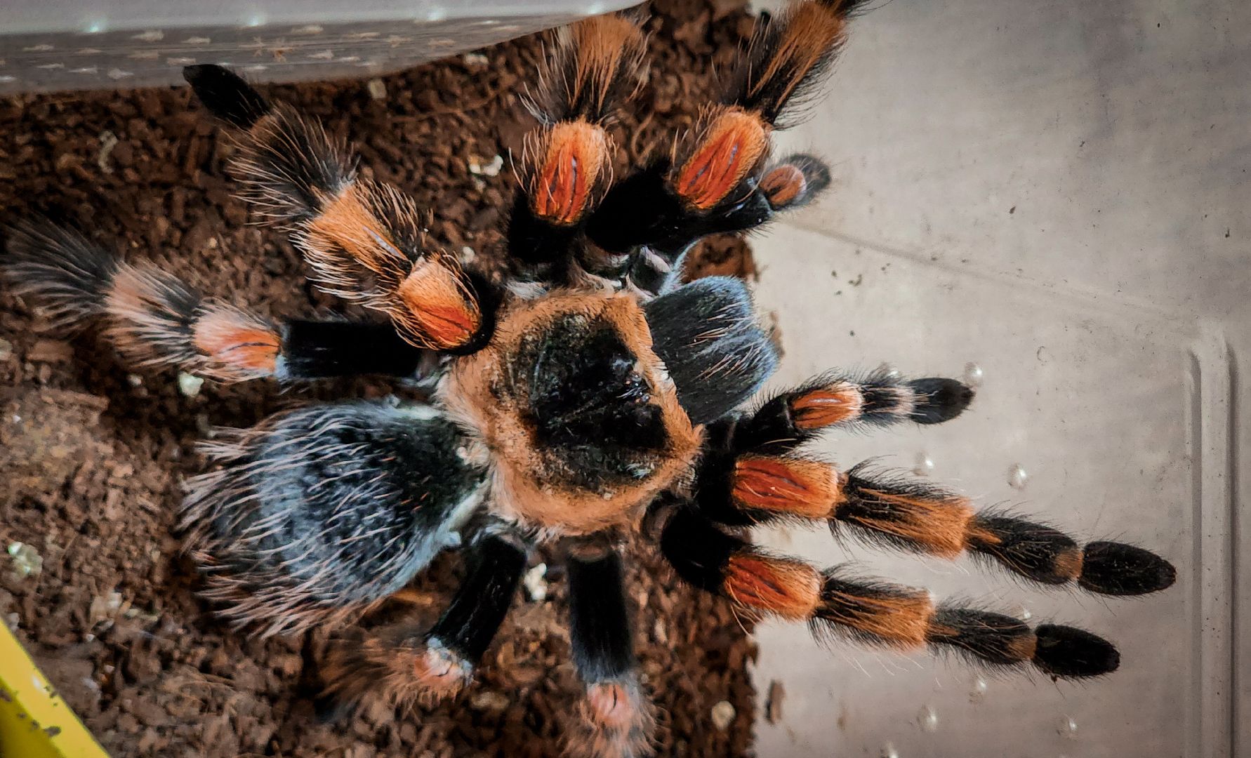 бронницы, экзотические животные в бронницах, экзотические животные в квартире, змеи в бронницах,