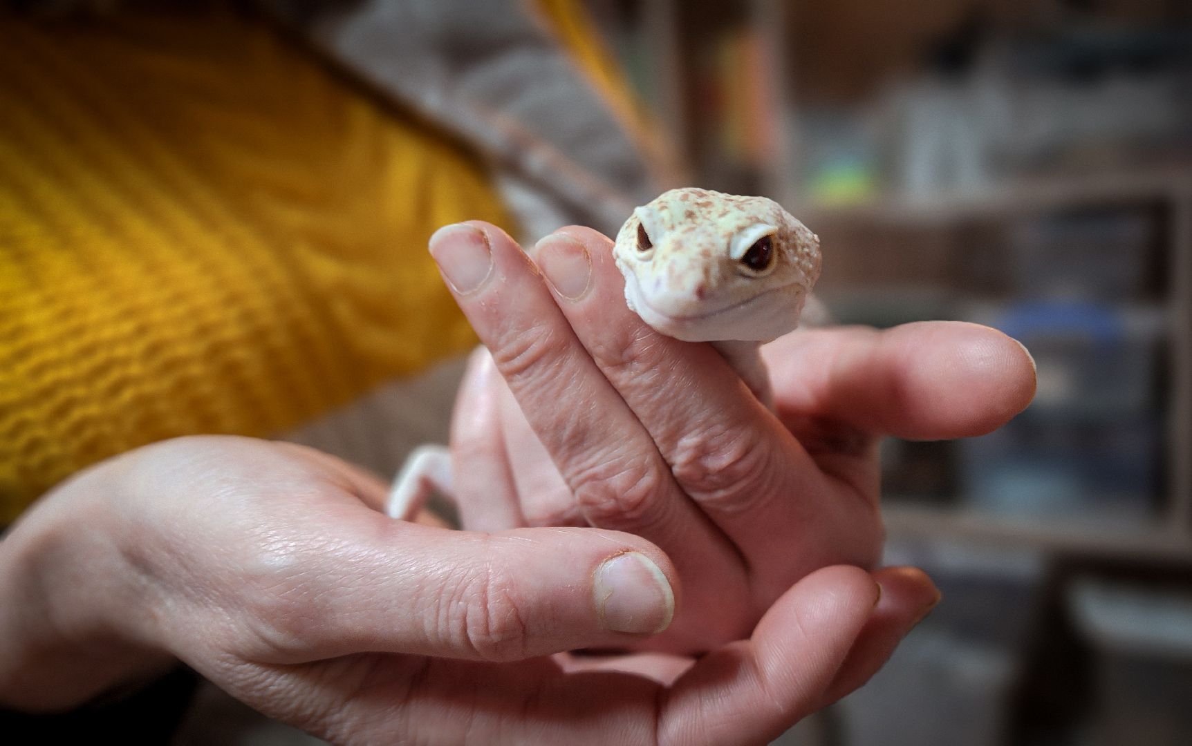 бронницы, экзотические животные в бронницах, экзотические животные в квартире, змеи в бронницах,