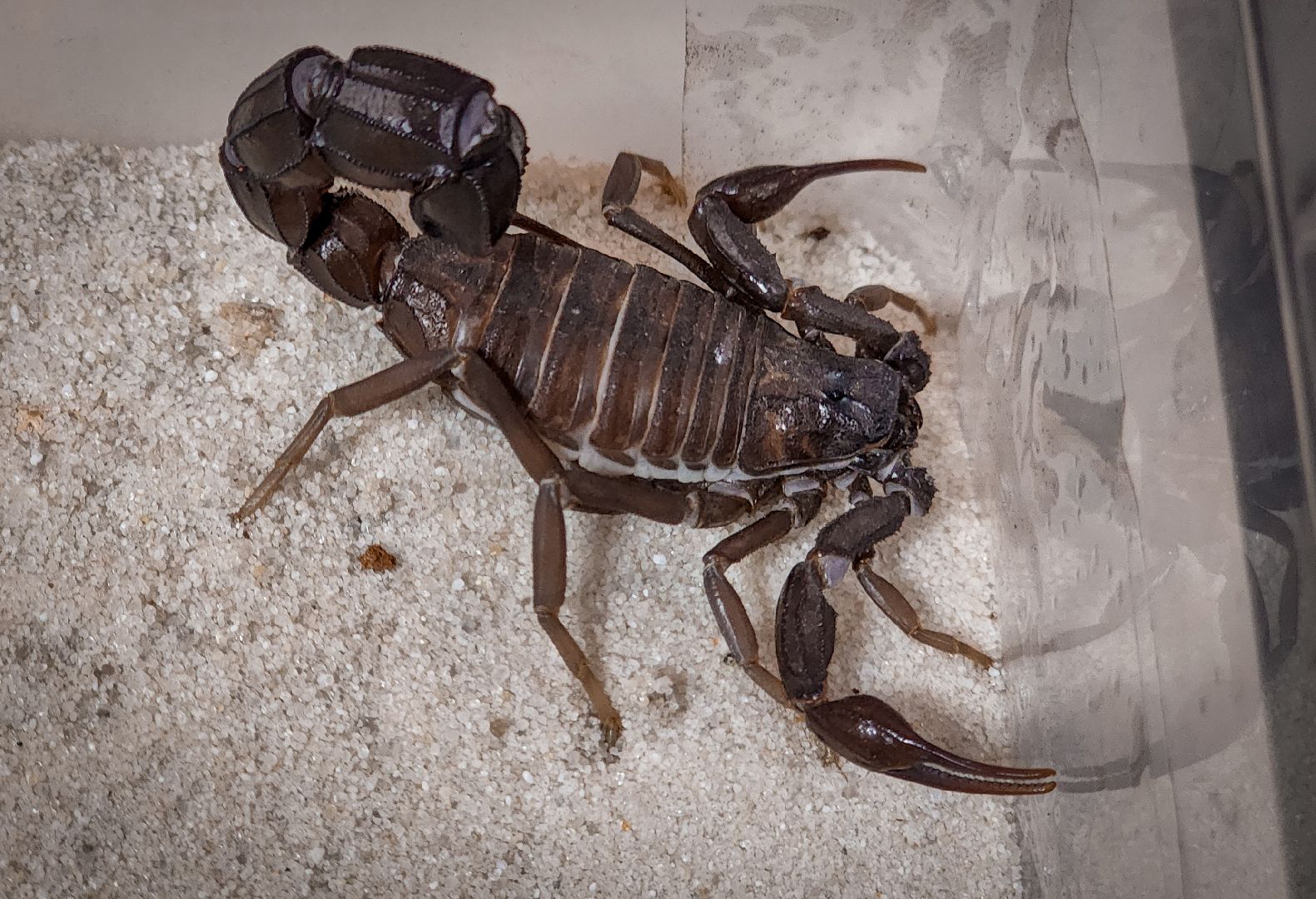 бронницы, экзотические животные в бронницах, экзотические животные в квартире, змеи в бронницах,