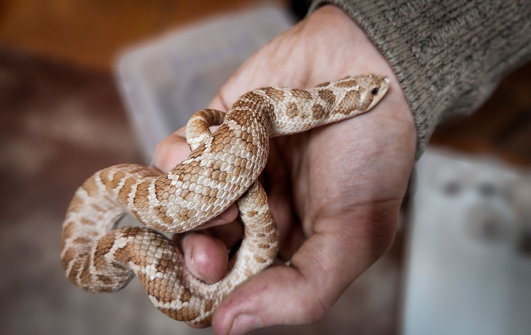 бронницы, экзотические животные в бронницах, экзотические животные в квартире, змеи в бронницах,