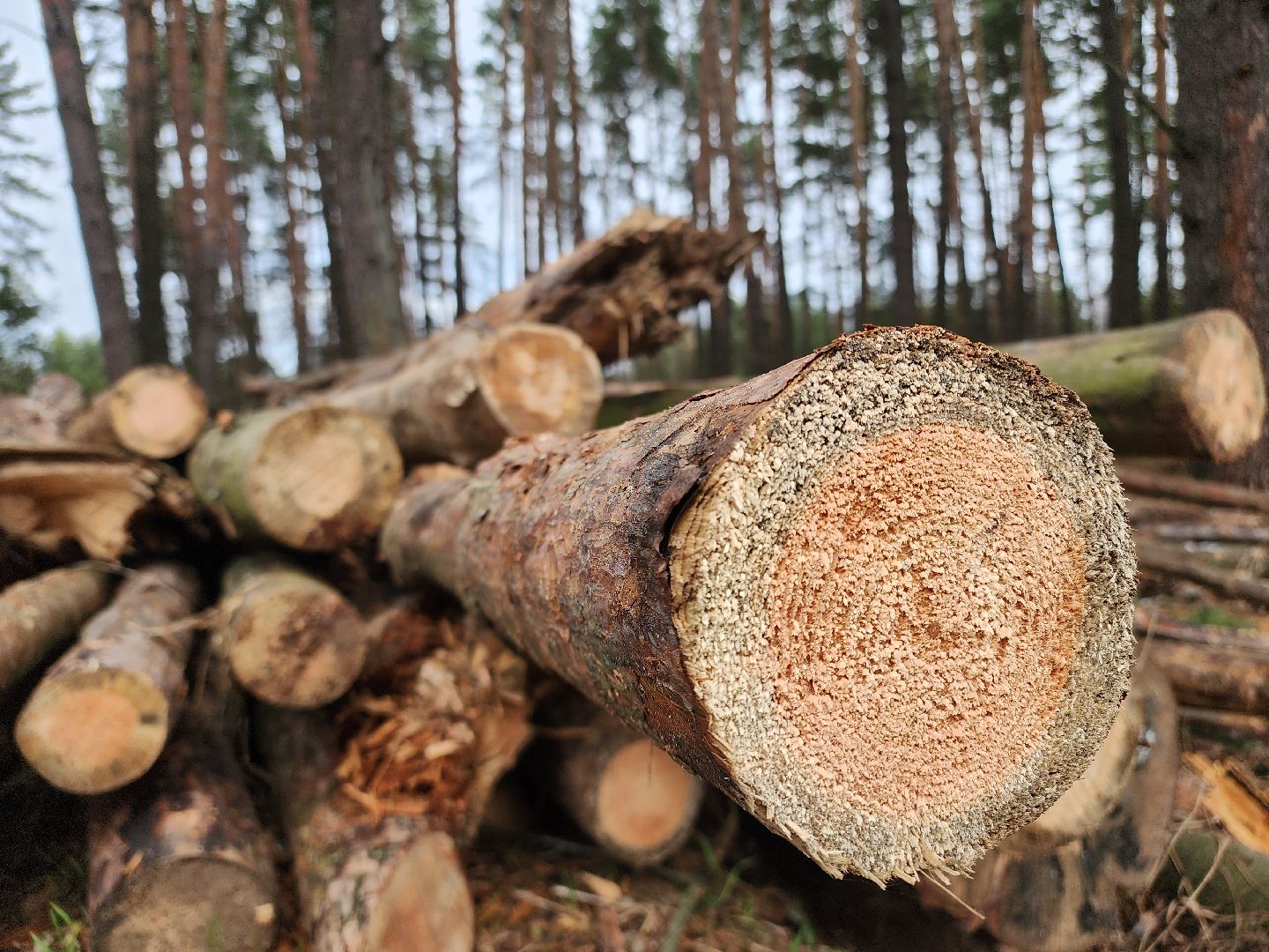 Егорьевск, Подмосковье, Московская область,