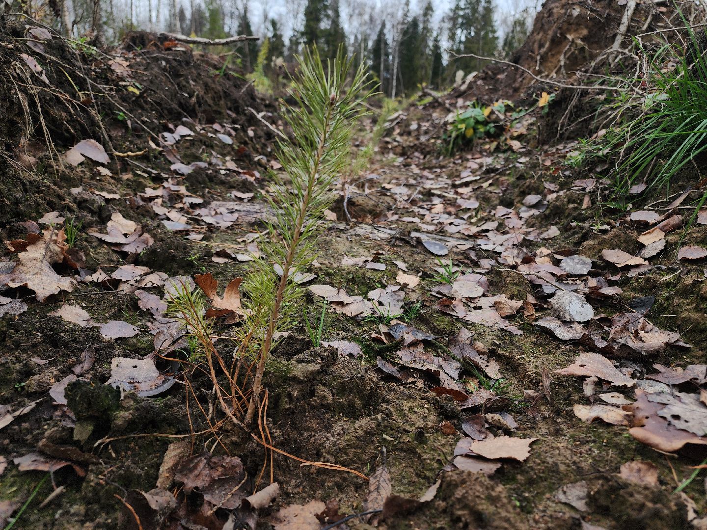 Егорьевск, Подмосковье, Московская область,