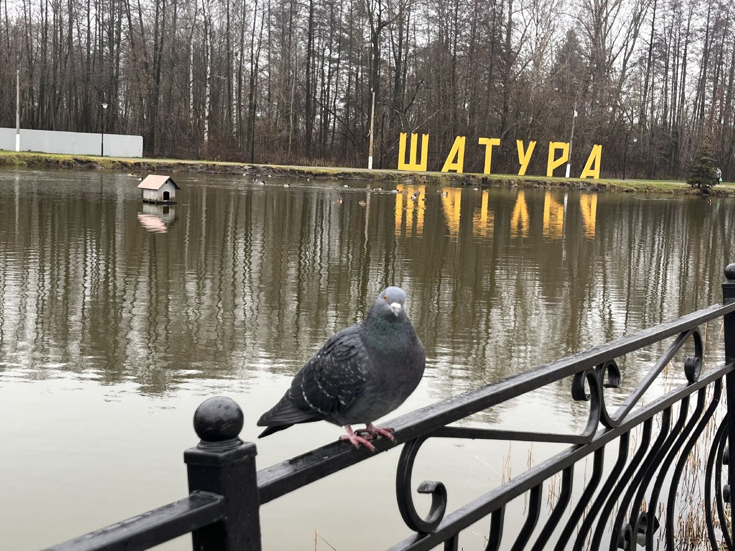 шатура, зима в подмомсковье, шатура парк, рошаль,