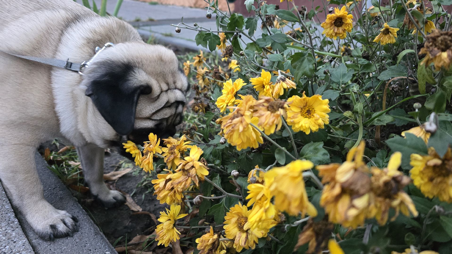 Коломна, старт зимнего сезона, зима в подмосковье, подготовка к новому году, новогодняя елка,
