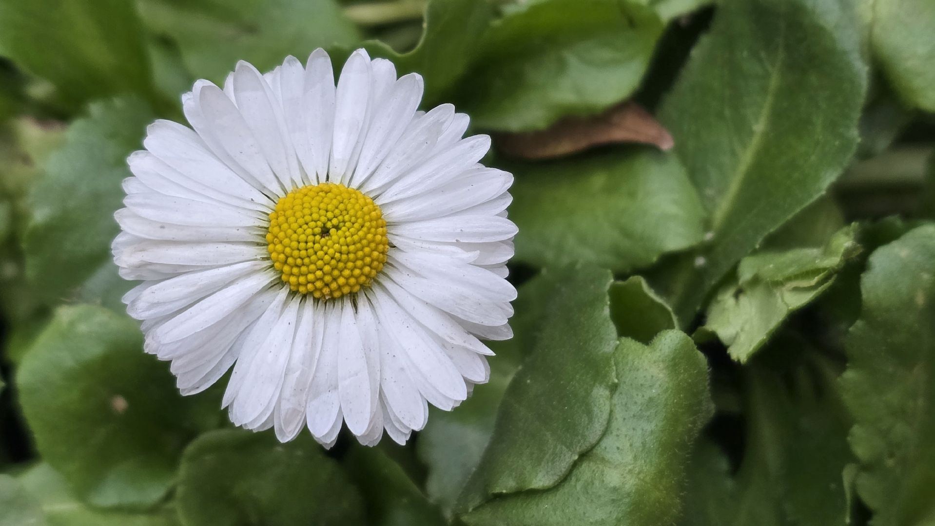 Коломна, старт зимнего сезона, зима в подмосковье, подготовка к новому году, новогодняя елка,