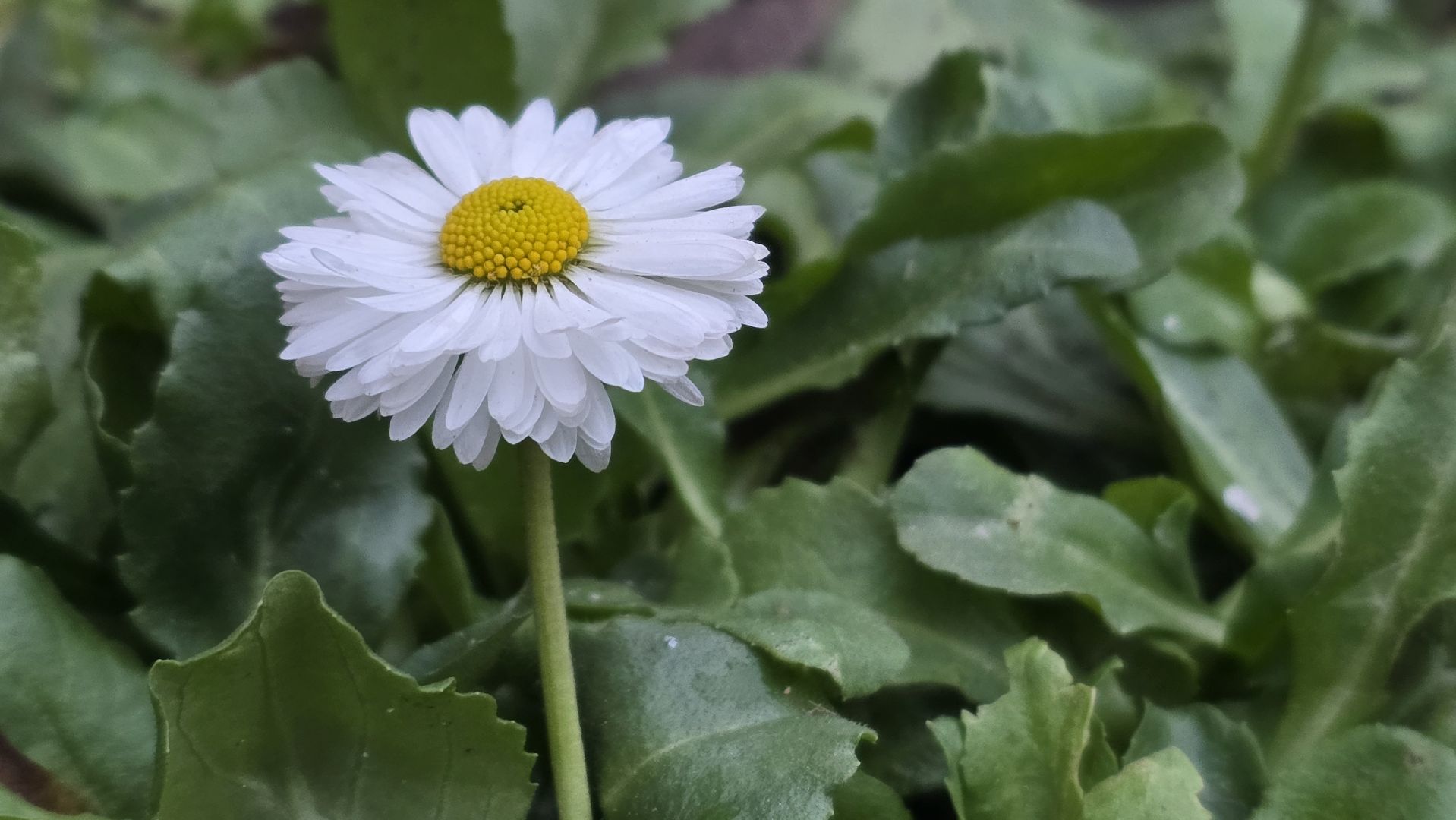 Коломна, старт зимнего сезона, зима в подмосковье, подготовка к новому году, новогодняя елка,
