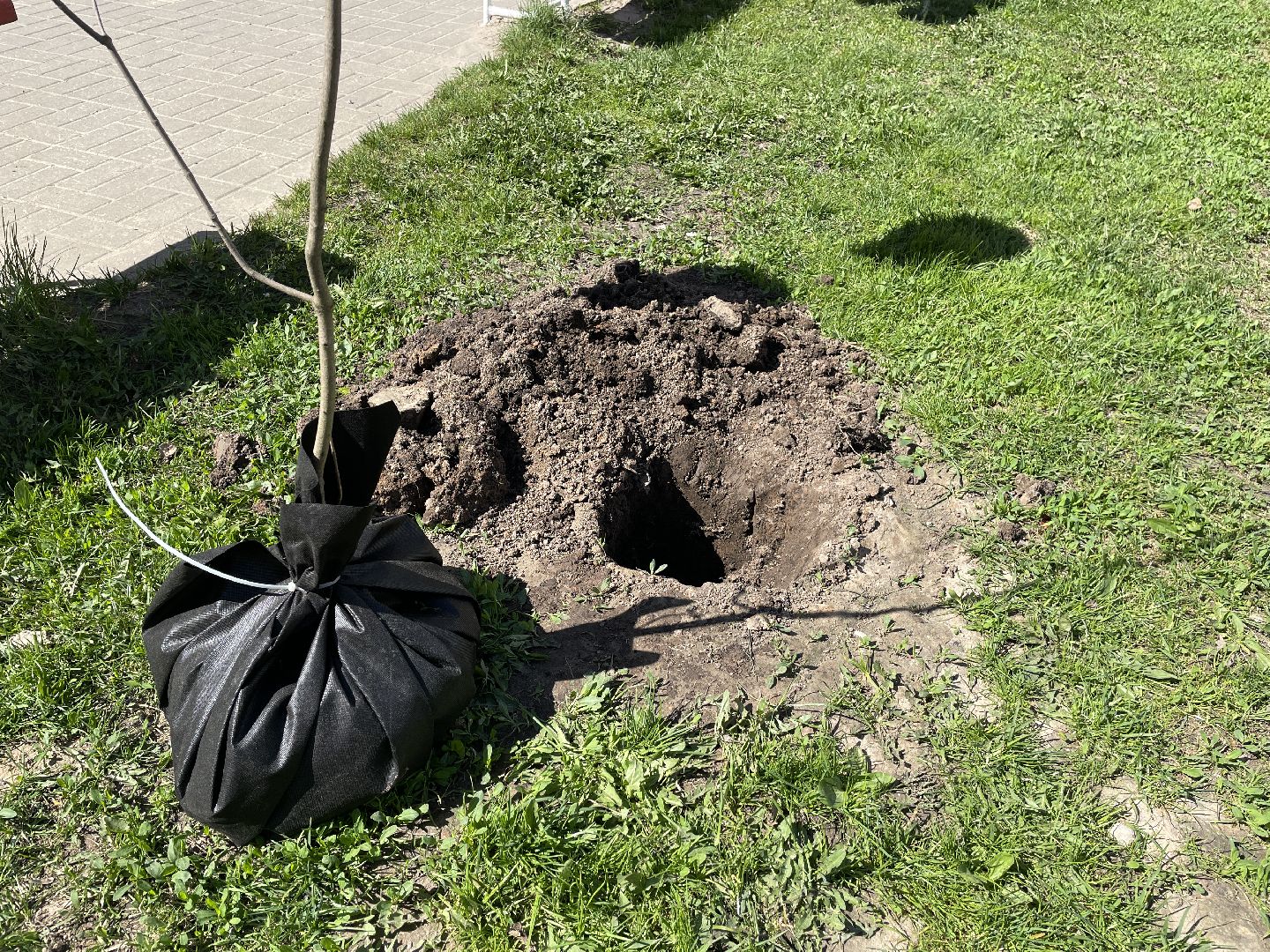 Акция, Лес Победы, деревья, высадка