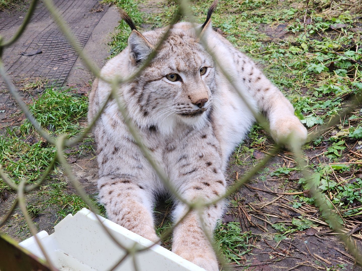 Черноголовка, Нии, Рыси, Дикие кошки,