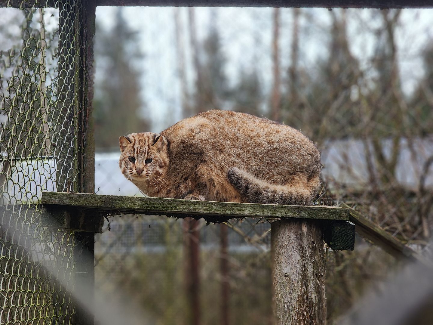 Черноголовка, Нии, Рыси, Дикие кошки,