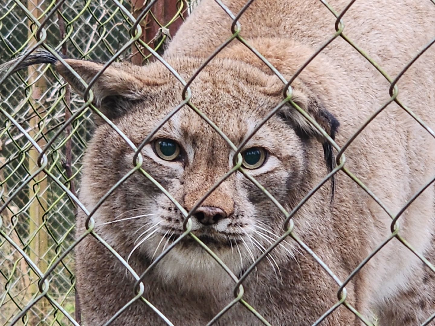 Черноголовка, Нии, Рыси, Дикие кошки,