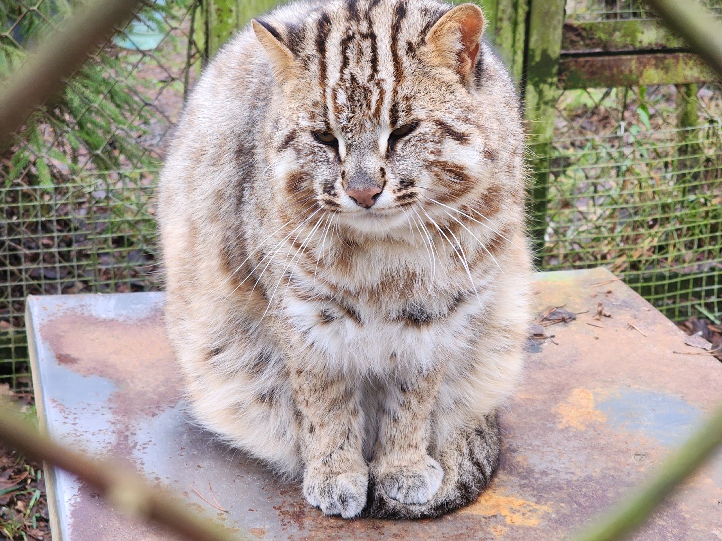 Черноголовка, Нии, Рыси, Дикие кошки,