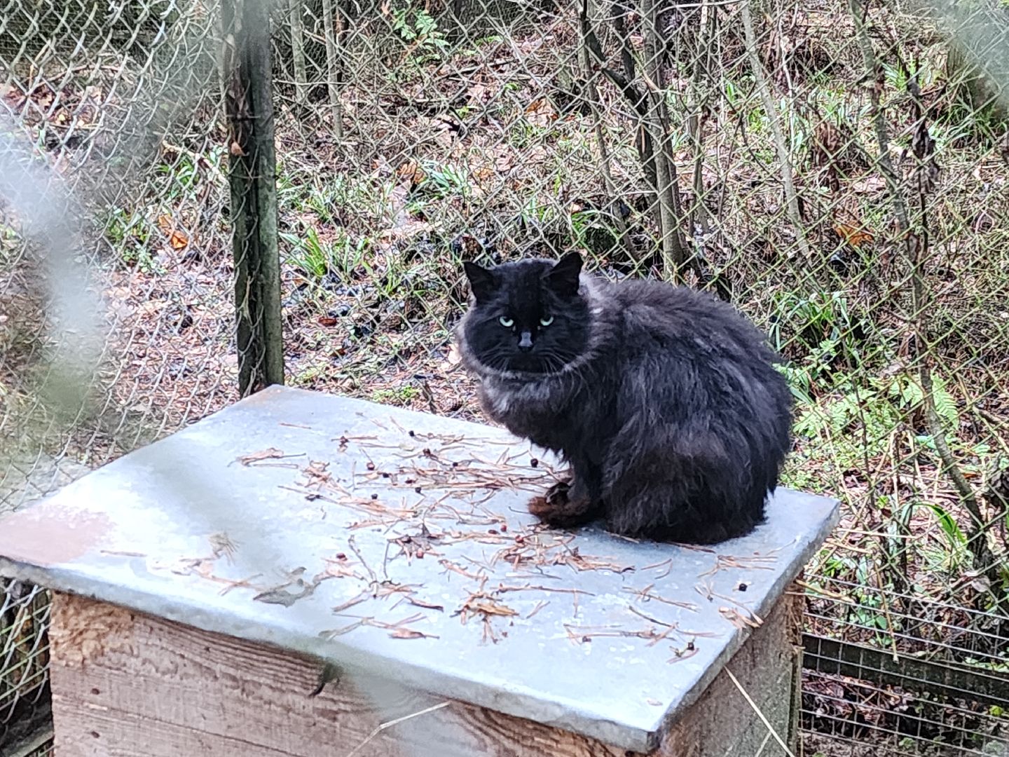 Черноголовка, Нии, Рыси, Дикие кошки,