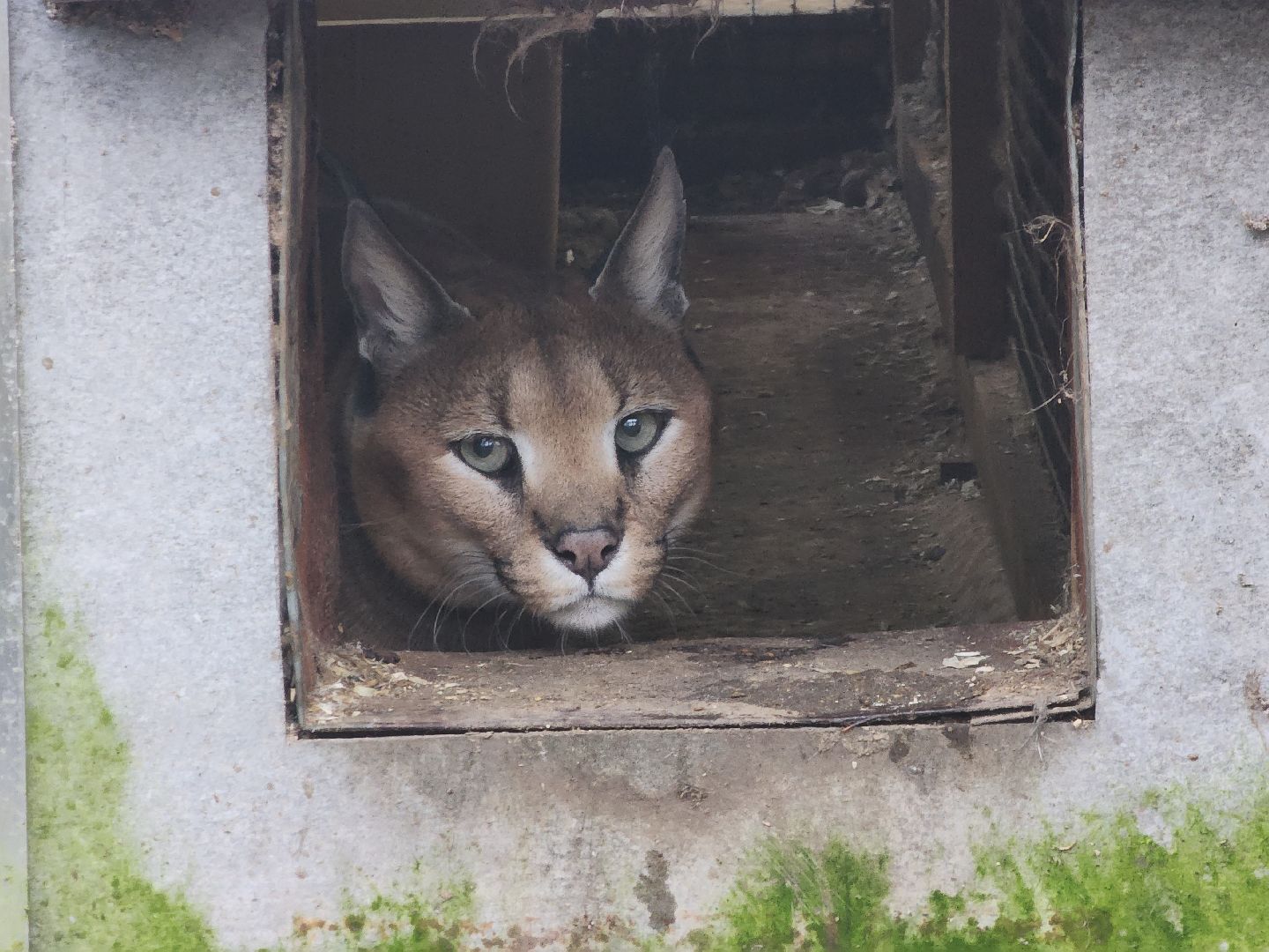 Черноголовка, Нии, Рыси, Дикие кошки,