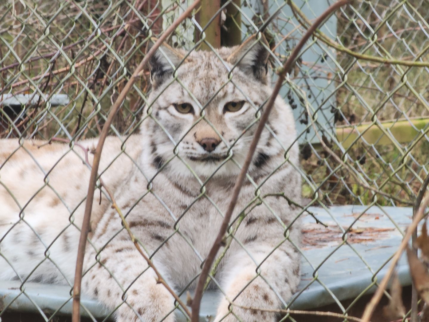 Черноголовка, Нии, Рыси, Дикие кошки,