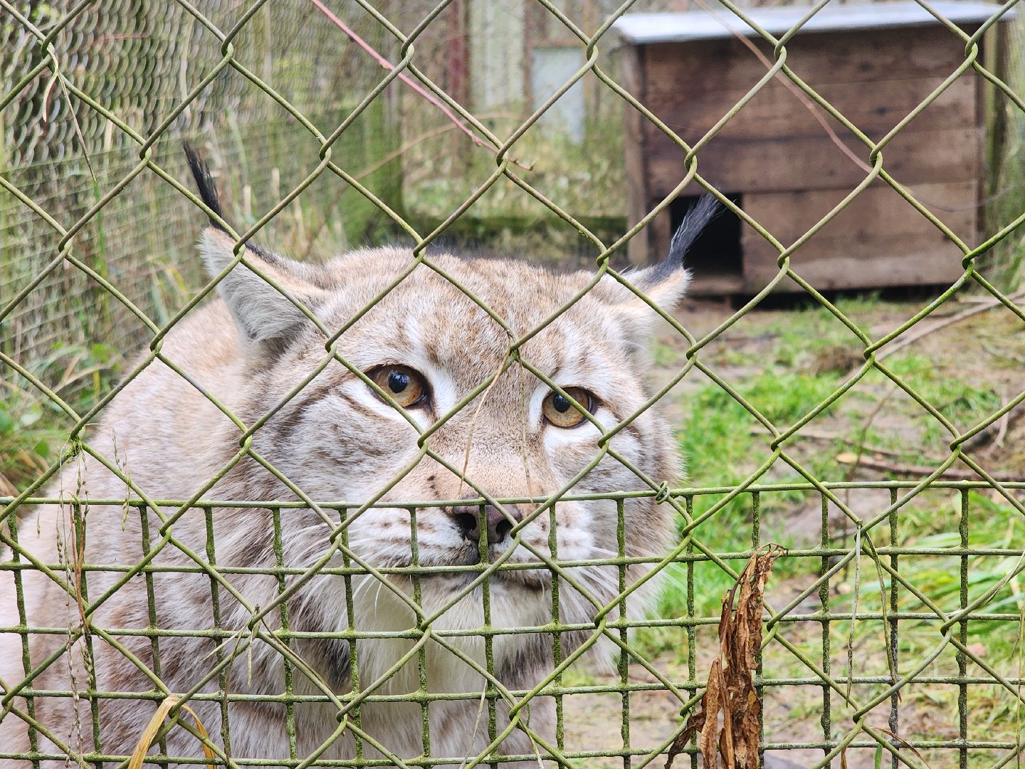 Черноголовка, Нии, Рыси, Дикие кошки,