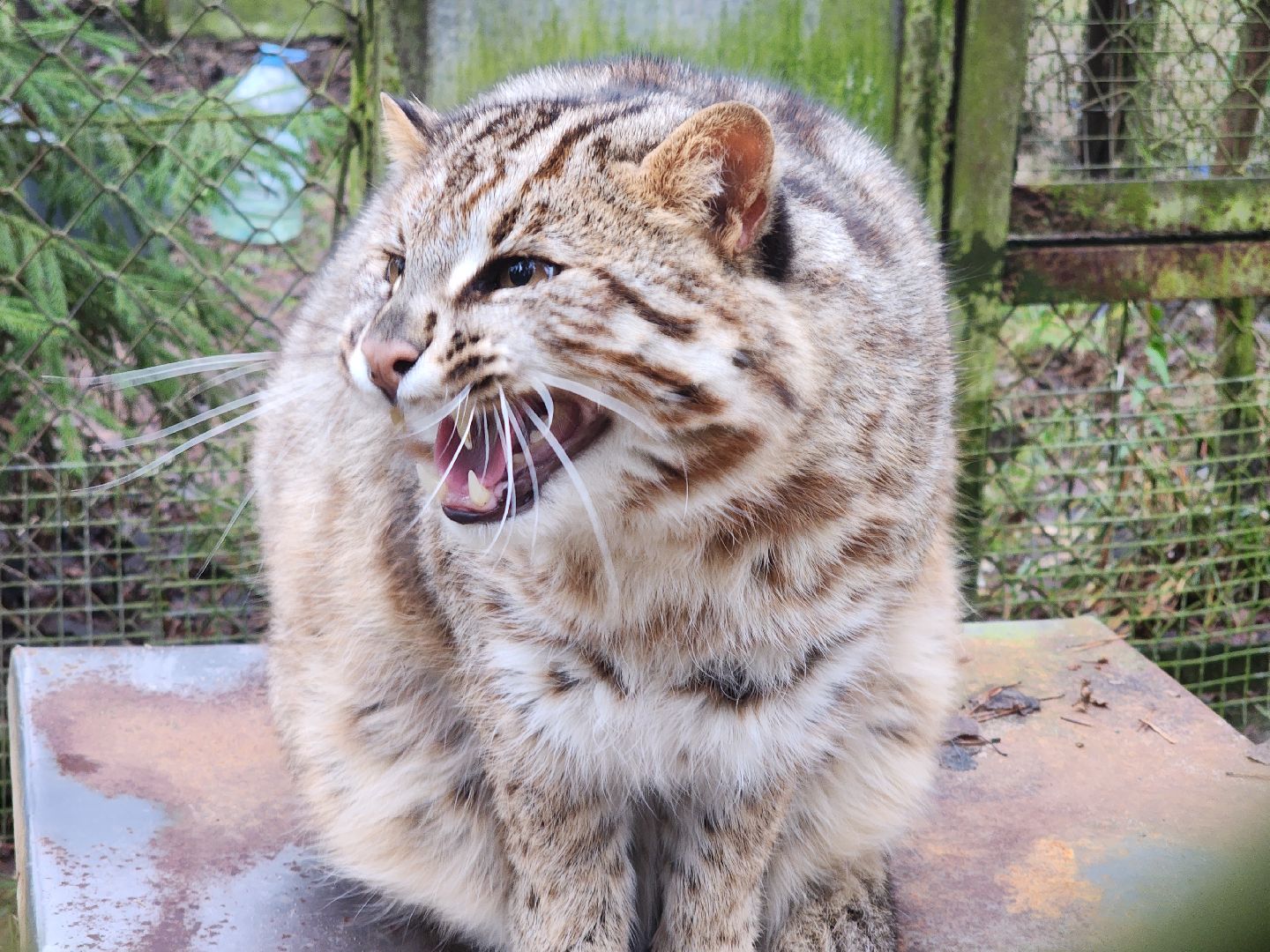 Черноголовка, Нии, Рыси, Дикие кошки,