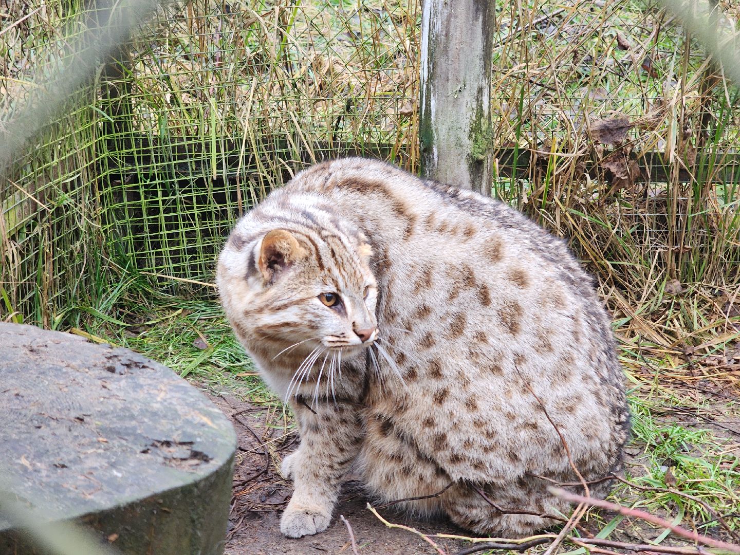 Черноголовка, Нии, Рыси, Дикие кошки,