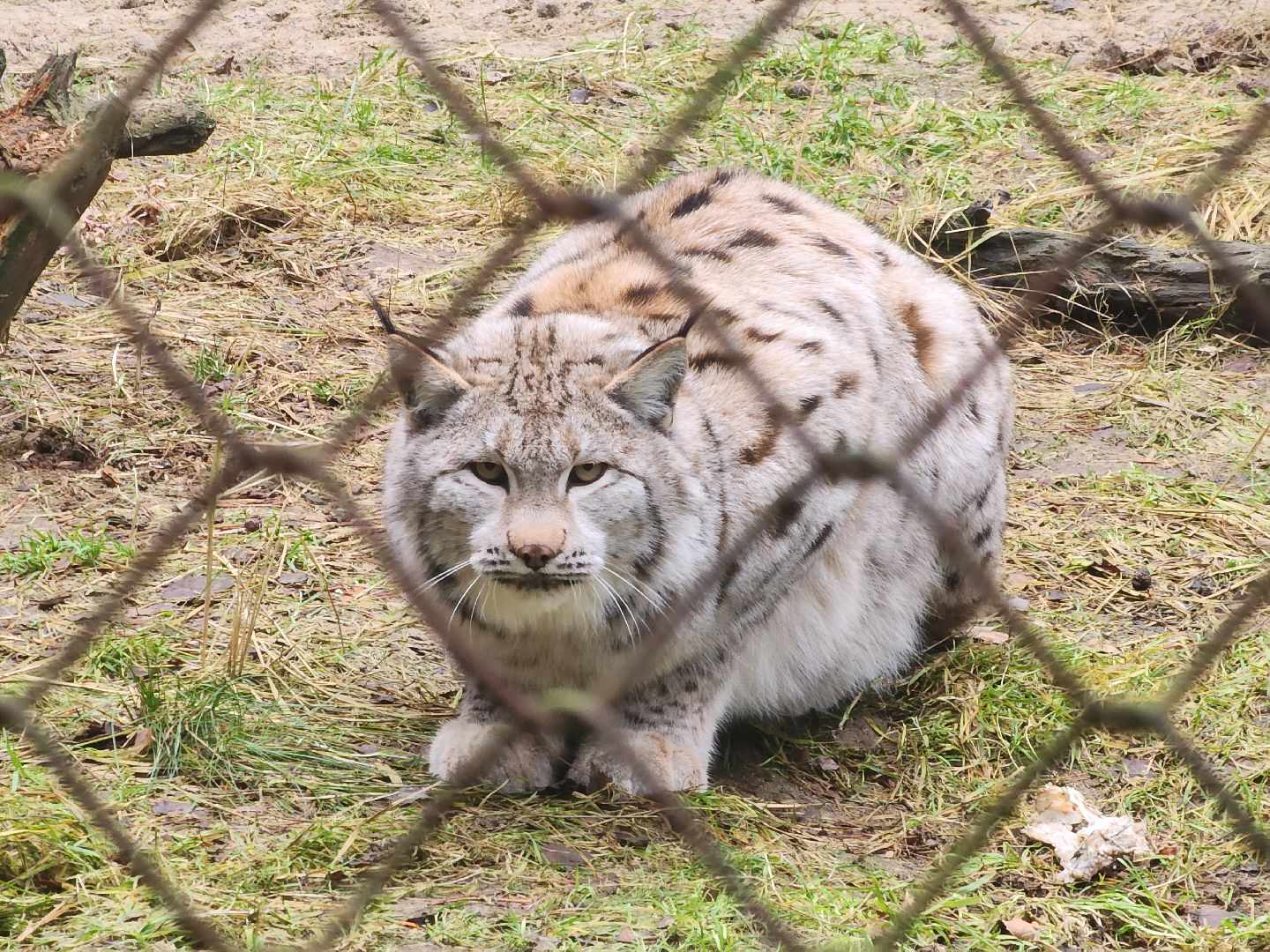Черноголовка, Нии, Рыси, Дикие кошки,