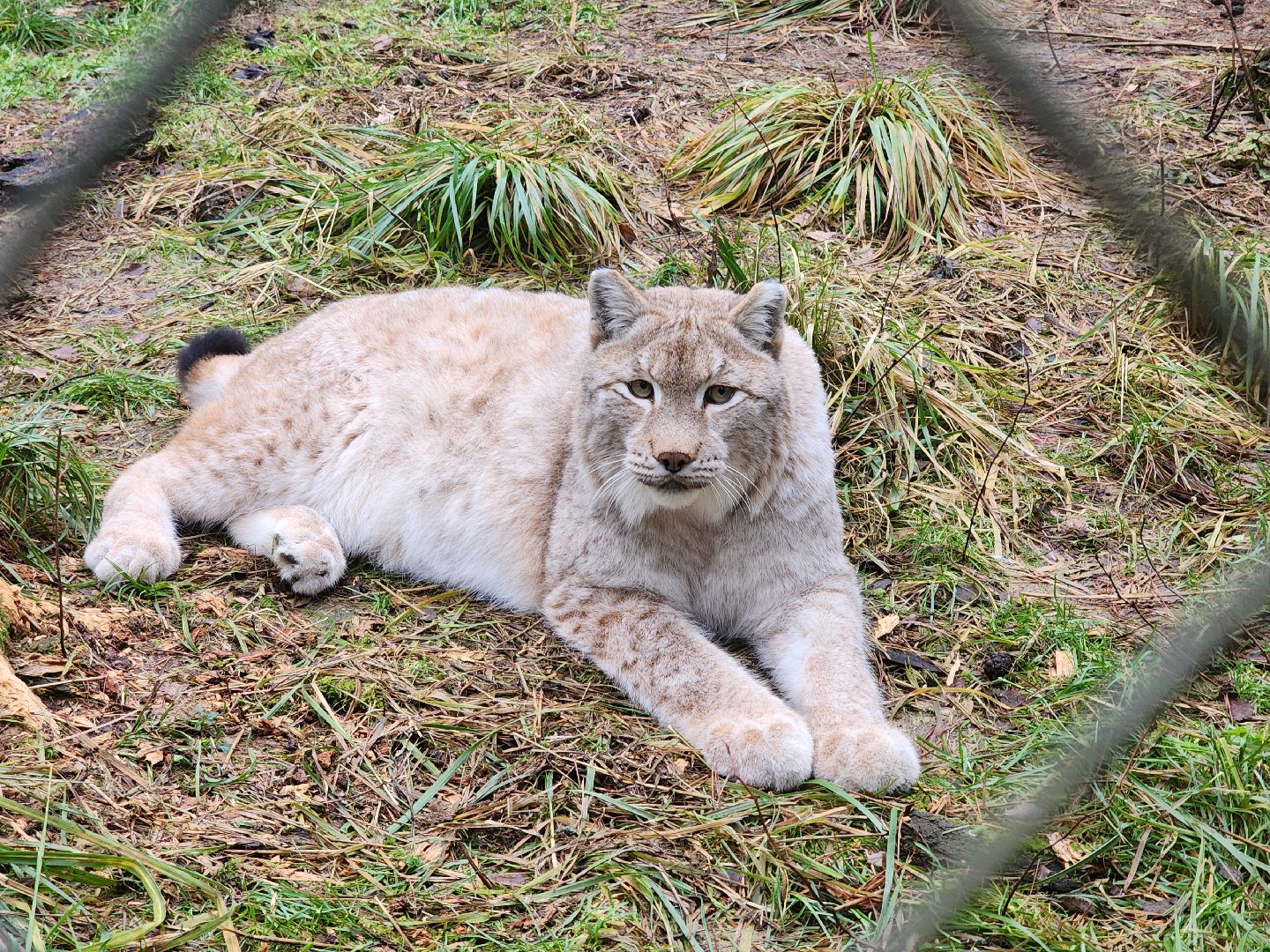 Черноголовка, Нии, Рыси, Дикие кошки,
