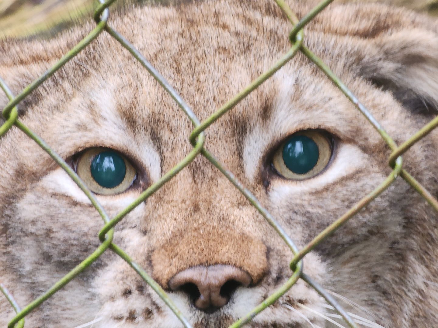 Черноголовка, Нии, Рыси, Дикие кошки,