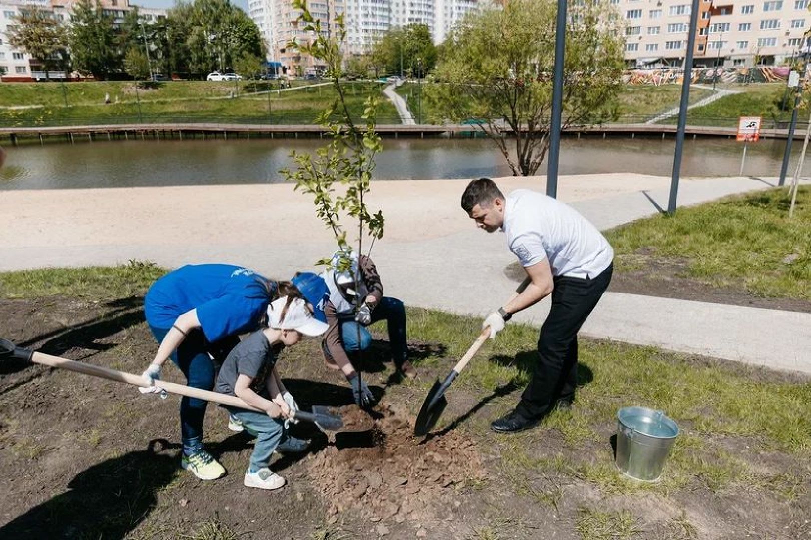 Чехов, Лес победы, благоустройство, деревья, жители, ВОВ