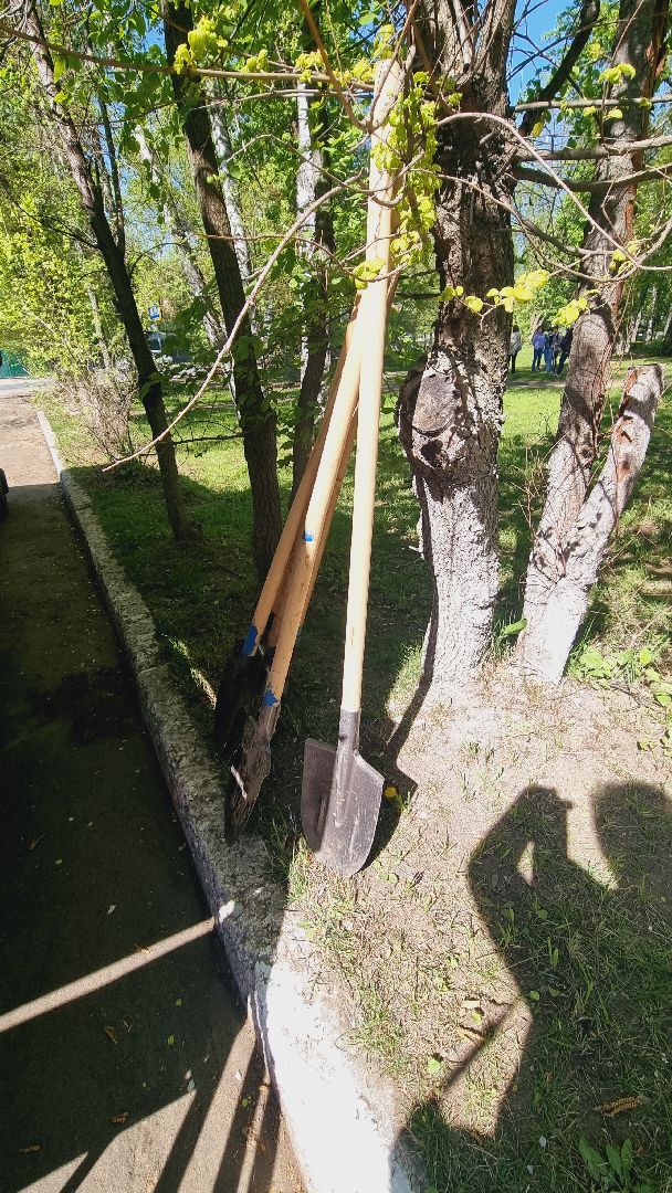 Подмосковье, Ивантеевка, лес победы,