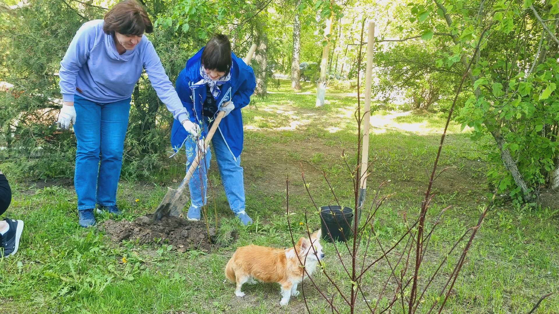 Подмосковье, Ивантеевка, лес победы,