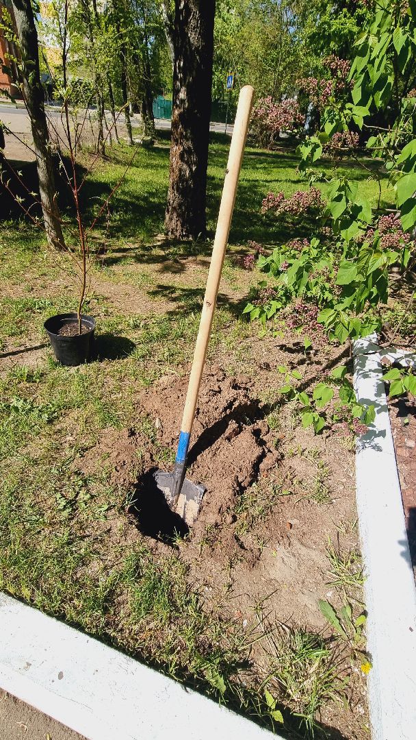 Подмосковье, Ивантеевка, лес победы,