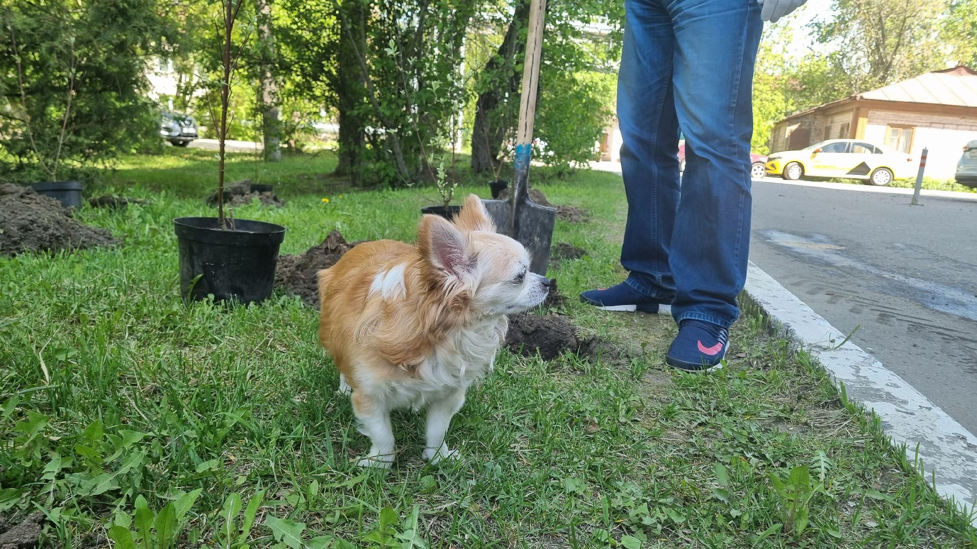 Подмосковье, Ивантеевка, лес победы,