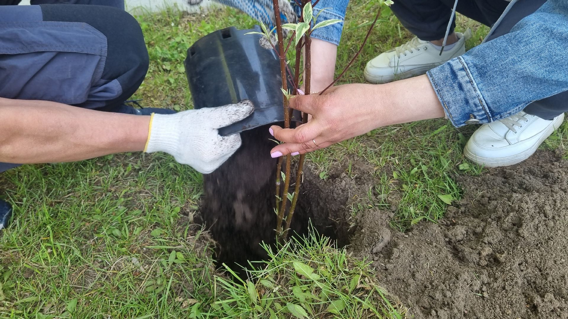 Подмосковье, Ивантеевка, лес победы,