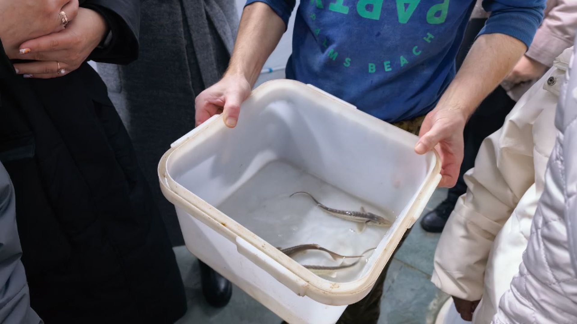 серебряные пруды, промышленный туризм, агротуризм, голд фиш, осетровая ферма, ассоциация ветеранов сво серебряные пруды,