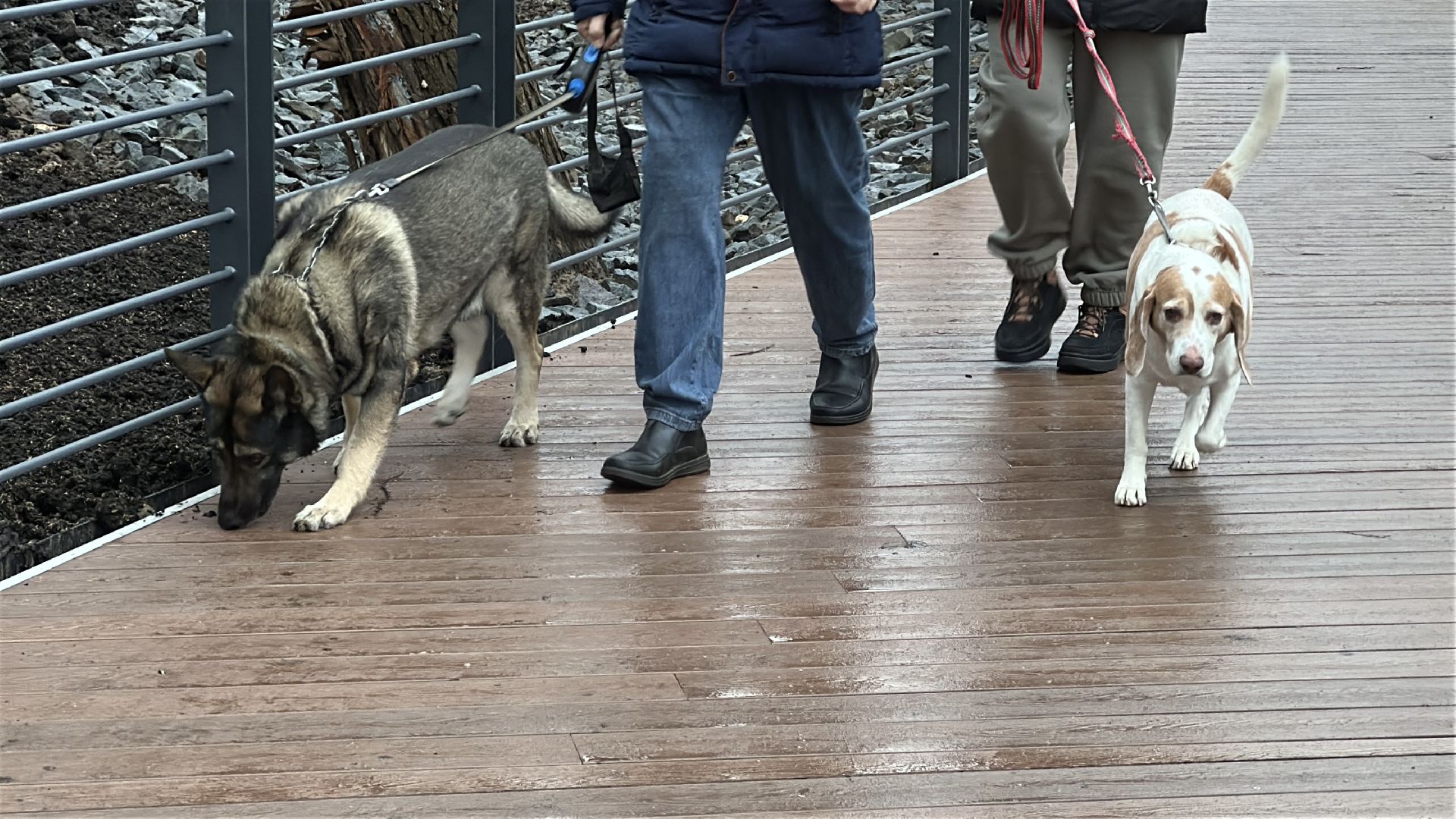 благоуйстройство, травинское озеро, травинская набережная, пушкинский городской округ, пушкино, мнение жителей,