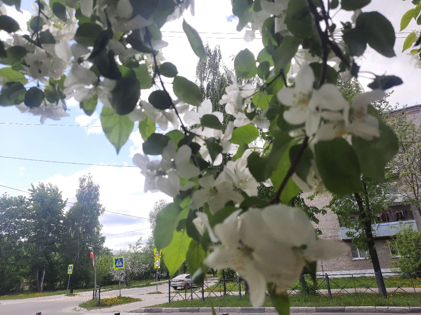 Весна, цветение, фотозоны, Шатура