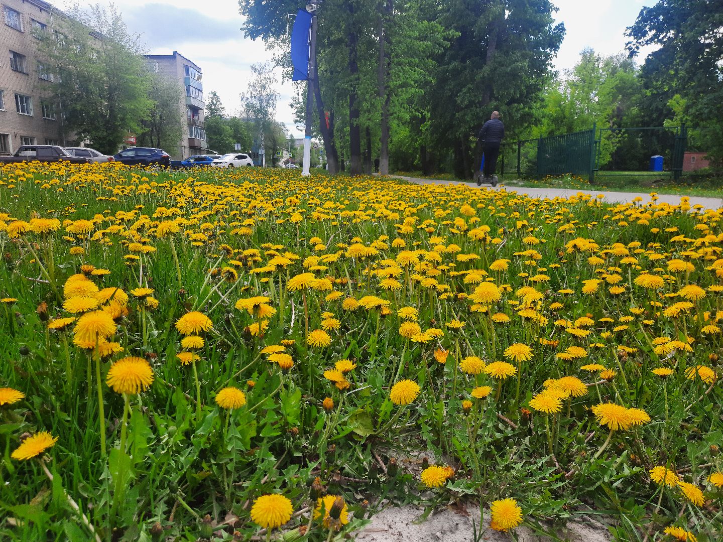 Весна, цветение, фотозоны, Шатура