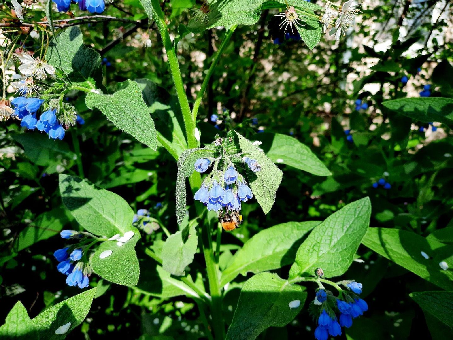 Весна, цветение, фотозоны, Шатура