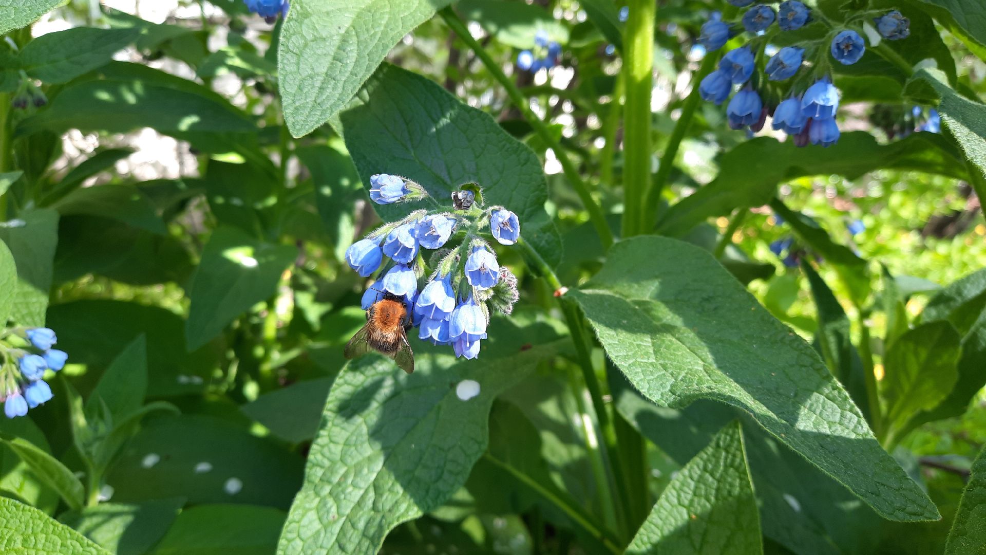 Весна, цветение, фотозоны, Шатура