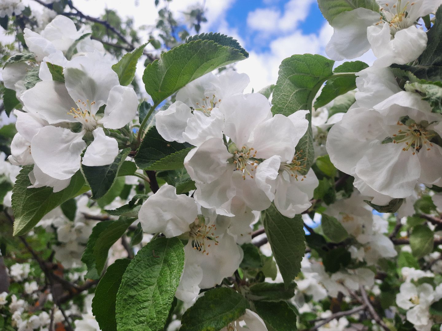 Весна, цветение, фотозоны, Шатура