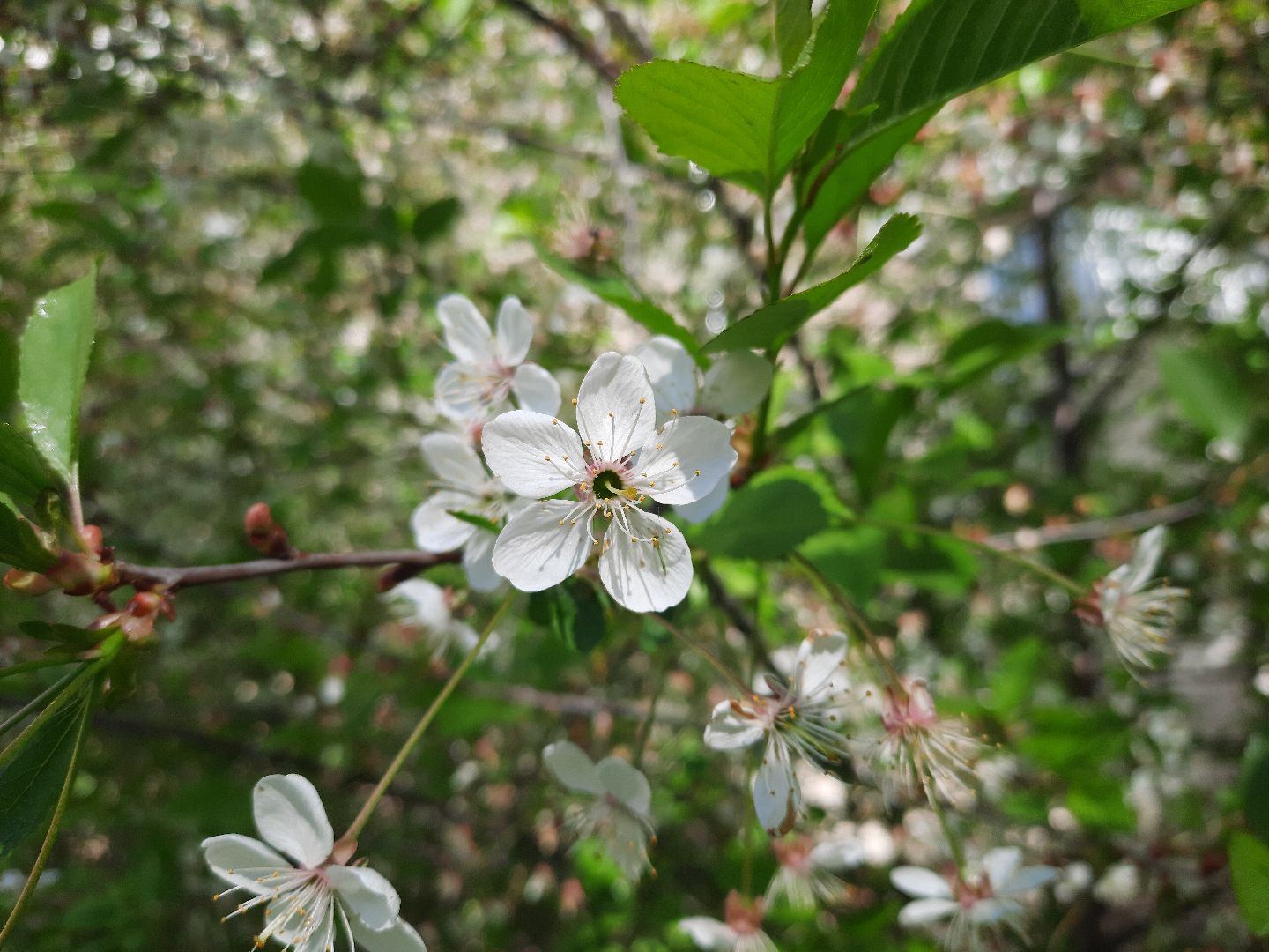 Весна, цветение, фотозоны, Шатура