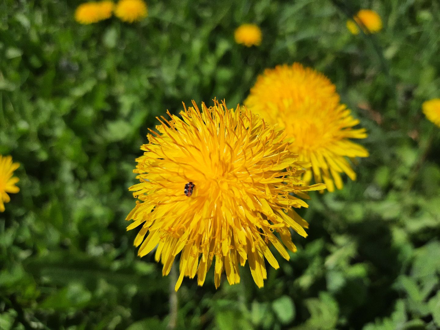 Весна, цветение, фотозоны, Шатура