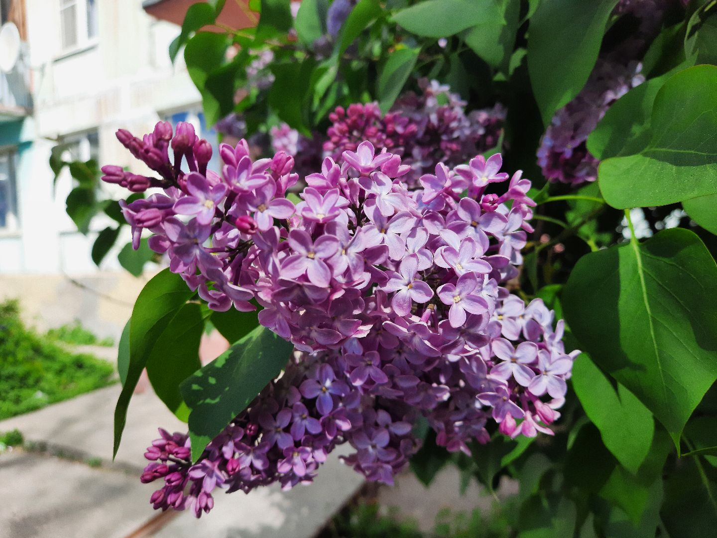 Весна, цветение, фотозоны, Шатура