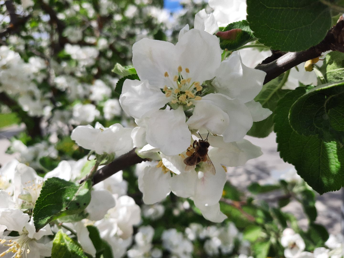 Весна, цветение, фотозоны, Шатура