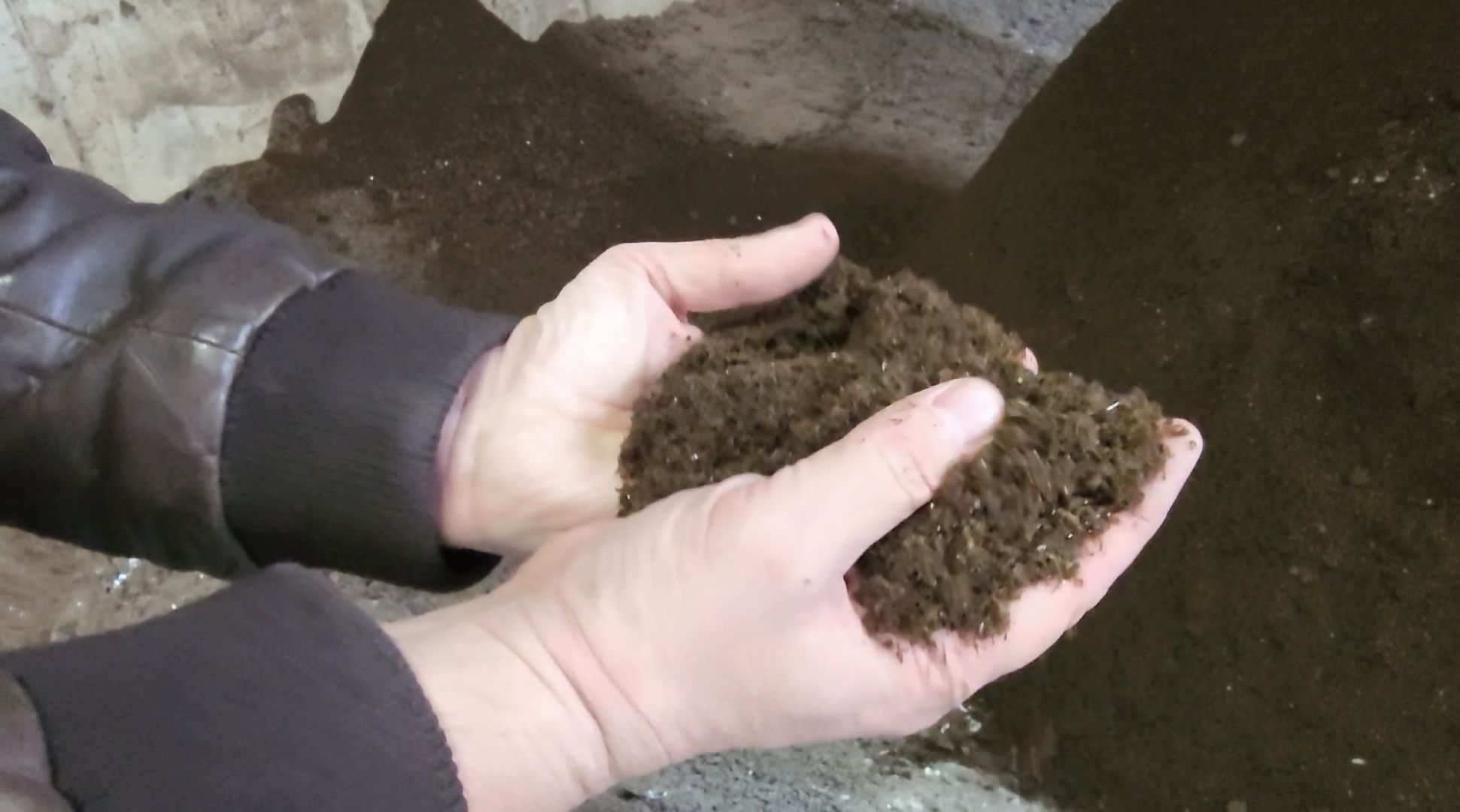 завод,  ферма, повадино, косино, барыбино, племзавод, племенной завод, домодедово,подмосковье,