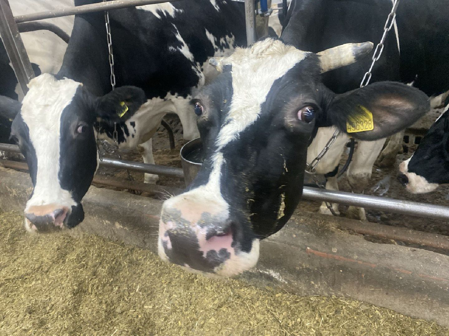 завод,  ферма, повадино, косино, барыбино, племзавод, племенной завод, домодедово,подмосковье,