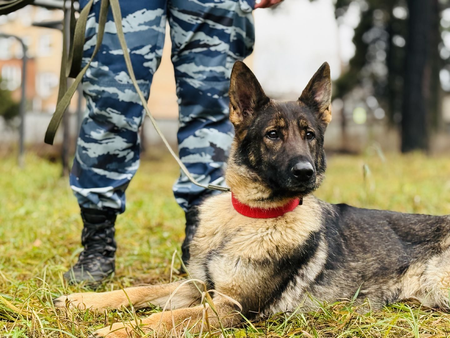 раменское, кинологи, служебные собаки, служебная собака, полиция, полицейские,